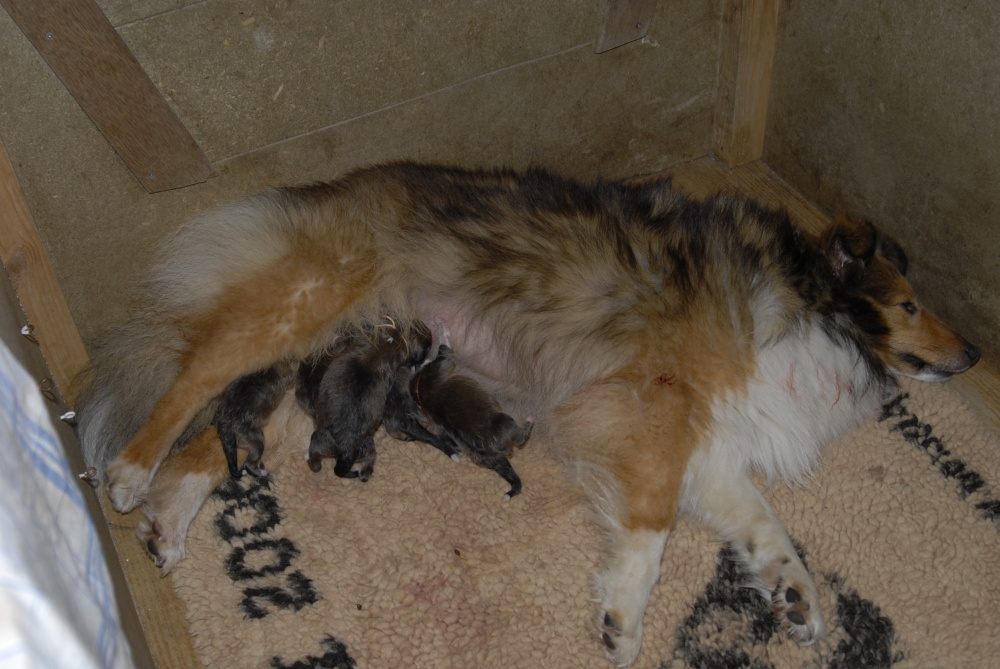 23h53, les chiots sont tous l ! ...